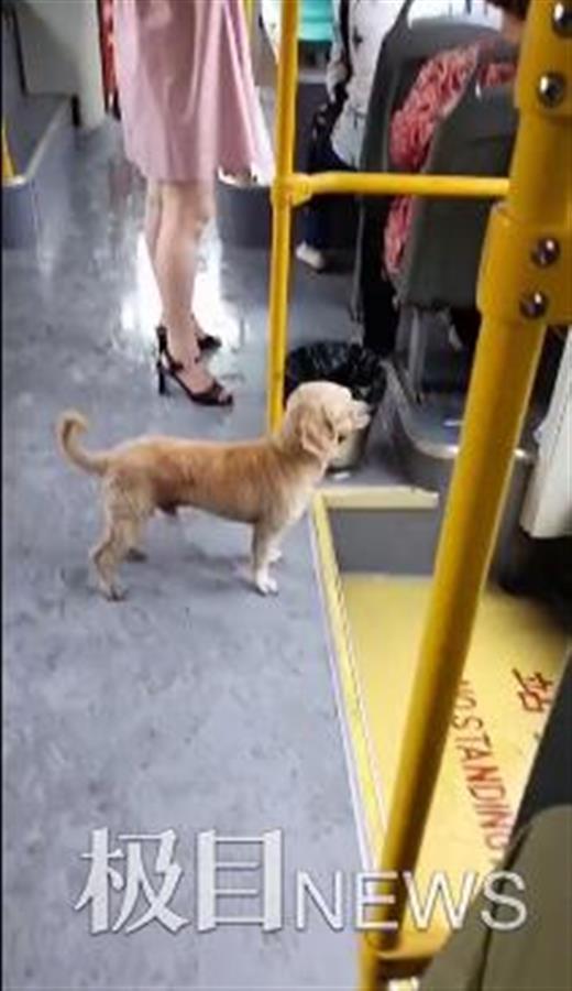 热点爆料小狗视频,萌态可掬引网友热议 第1张 热点爆料小狗视频,萌态可掬引网友热议 第1张